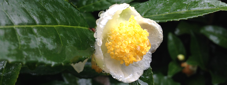 Tea Flower