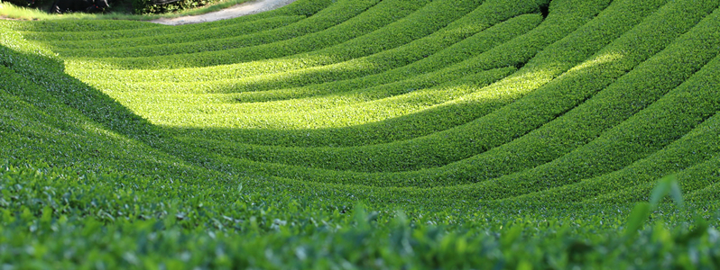 Uji Green Tea